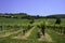 Country landscape near Meldola and Bertinoro, Emilia-Romagna