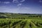 Country landscape near Meldola and Bertinoro, Emilia-Romagna