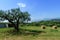 Country landscape near Orsogna and Bucchianico, Abruzzo, Italy