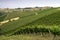 Country landscape near Ripatransone, Marche, Italy