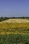 Country landscape in Polesine near Adria