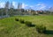 Country landscape with a row of trimmed thuja shrubs on a green grass lawn. Birches, pond and townhouses as a background in the