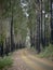 Country lane Australia with fire damaged trees - portrait format