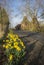 Country Lane and daffodils in Spring