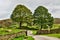 Country lane entering lush farmland