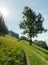 Country lane leading through a hillside meadow with a lone tree and more forest behind