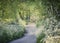 Country lane meandering through wild flowers in spring