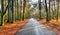 A country lane near Lyndhurst in the New Forest