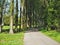 Country lane through poplar trees and green grass