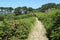 Country lane in St. Mary\'s Isles of Scilly.