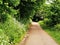 Country lane through trees and wild flowers in summer