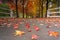 Country lanes covered in fallen leaves Autumn