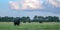 Country pasture banner