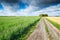 Country path between fields