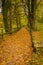 Country path leads into the woods in autumn, carpet of leaves