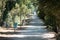 Country path in the morning