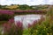 Country pond with colourful colorful flowers in Brixham Devon