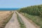 Country road along cornfield near coast of Normandie, France