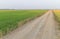 Country road along green rice farm