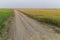 Country road along green rice farm