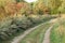 Country road along weeds, wormwood plant and wild growing trees with red berries of haw thorn