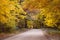 A country road in Autumn with the leaves turning yellow