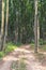 Country road through beech forest