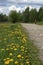 Country road with blooming bright dandelions on the side of road and green forest in the distance, blurred silhouette of