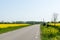 Country road through blossom canola fields