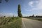 Country road bordered by sparse trees next to fields on a sunny day in the italian countryside