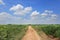 Country road in Cassava plantation field