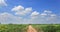 Country road in Cassava plantation field