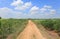 Country road in Cassava plantation field