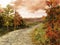 Country road in colorful forest