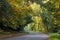 Country road curving through autumnal trees