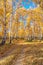 A country road in a dense autumn forest on a clear day