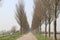 Country road on dyke between fields with poplar tree on side of the street