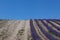 Country road on the edge of lavender field. Perspective, selective focus, blue sky