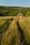 Country road in a field on a hill among golden grass, cereals, flowers, leading past trees, woods at sunset. Russia