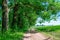 Country road in the field near the planting of green trees. Bright green rural landscape