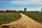 Country road through the fields