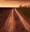 Country road through the fields