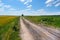 Country road through the fields. Dirt road in the field