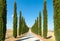 Country road flanked with cypresses ascending a hi