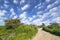 Country road between flowering bushes and shrubs in the sunlight against blue sky with clouds