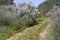 Country road among flowering plants Retama raetam overgrown with yellow flowers