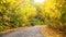 Country road in the forest in autumn. View from the rear window of the car onto an autumn forest road.