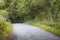 Country road with forest bordering each side