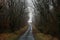 A country road through a forest in the french countryside