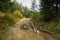 Country road through the forest with large muddy puddles after rain